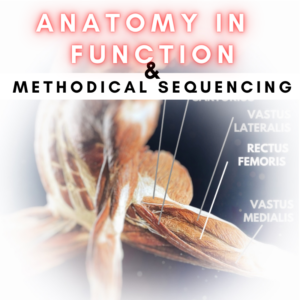 anatomy in function and methodical yoga sequencing