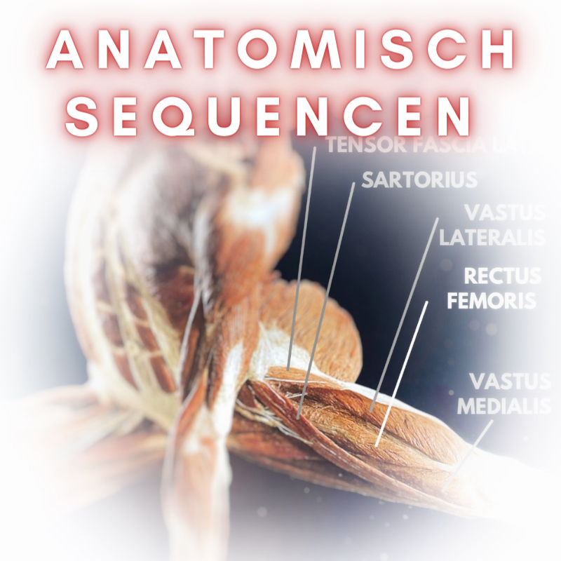 anatomisch sequencen yoga